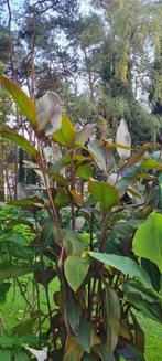 Canna musifolia rubrum, Tuin en Terras, Ophalen of Verzenden, Vaste plant