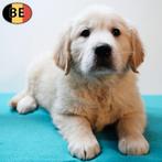 Golden Retriever - Magnifiques chiots belges à vendre, Golden retriever, Commerçant, 8 à 15 semaines, Plusieurs