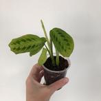 Maranta Lemon Lime (3) (met 2 groeipunten), Huis en Inrichting, Kamerplanten, Ophalen