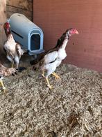 Hint shamo hennen, Dieren en Toebehoren, Pluimvee, Vrouwelijk, Kip