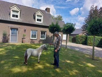 Prachtig fewspot merrie'tje beschikbaar voor biedingen