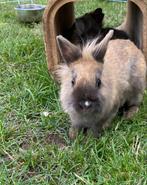 Konijn, Dieren en Toebehoren, Konijnen, Vrouwelijk, Dwerg, 6 tot 8 jaar