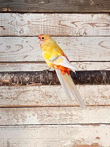 Geeloranje pastel pennant pop beschikbaar voor biedingen