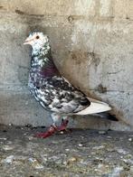 Kleurpostduiven, Dieren en Toebehoren, Vogels | Duiven, Meerdere dieren, Postduif