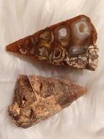 Rare : escargot fossile sectionné avec formation de cristaux, Collections, Fossile, Enlèvement ou Envoi