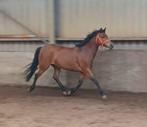 Pony Zoekt een nieuw huisje, Dieren en Toebehoren, Pony's, Merrie, Gechipt, L, 7 tot 10 jaar
