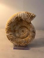Grande ammonite de Madagascar - 0,9 kg, Enlèvement, Fossile