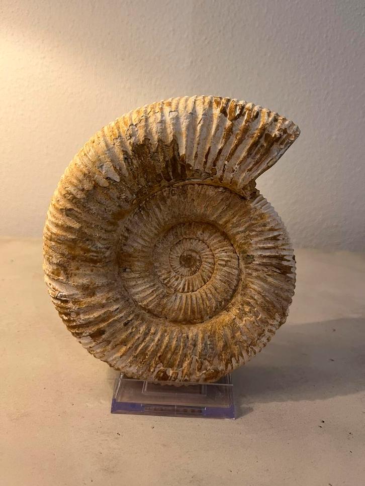 Grote ammoniet Madagaskar - 0.9kg, Verzamelen, Mineralen en Fossielen, Fossiel, Ophalen
