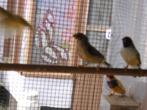 vogels, Animaux & Accessoires, Oiseaux | Oiseaux Autre