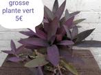 Plante d interieur, Ophalen