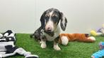 Chiots Teckel Standard