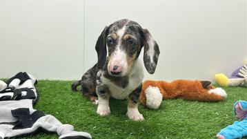 Chiots Teckel Standard, Poils courts, Standard, Parvovirose, Plusieurs