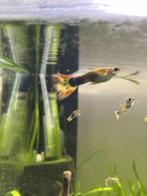 Guppy man, Dieren en Toebehoren, Vissen | Aquariumvissen