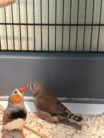 Couple de diamants mandarins + jeune maintenant sevré, Plusieurs animaux