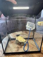 Aquarium met netje en decoratiestukje, Ophalen