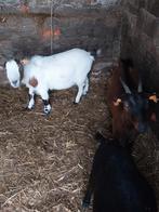 Chèvres naines, Animaux & Accessoires, Moutons, Chèvres & Cochons