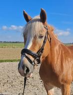 Leuke lieve haflinger merrie!!, Dieren en Toebehoren, 7 tot 10 jaar, Recreatiepony, Merrie, Gechipt