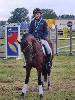 D-pony super brave dressuur leermeester te koop, Dieren en Toebehoren, Pony's, ZZ, Gechipt, Ruin, Dressuurpony