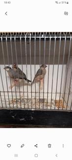 Rijst vogels,jonge 10 Euro stuk, Dieren en Toebehoren