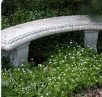GALIUM = GEMAKKELIJKE BODEMBEDEKKER SCHADUW, Tuin en Terras, Planten | Tuinplanten, Ophalen, Bodembedekkers, Vaste plant, Volledige schaduw