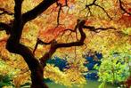 Exclusieve 4-Delige Set Japanse Exotische Bomen. Winterhard., Verzenden, Zomer, Halfschaduw