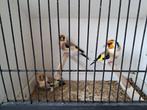 Distelvinken, Meerdere dieren, Wildzangvogel, Geringd