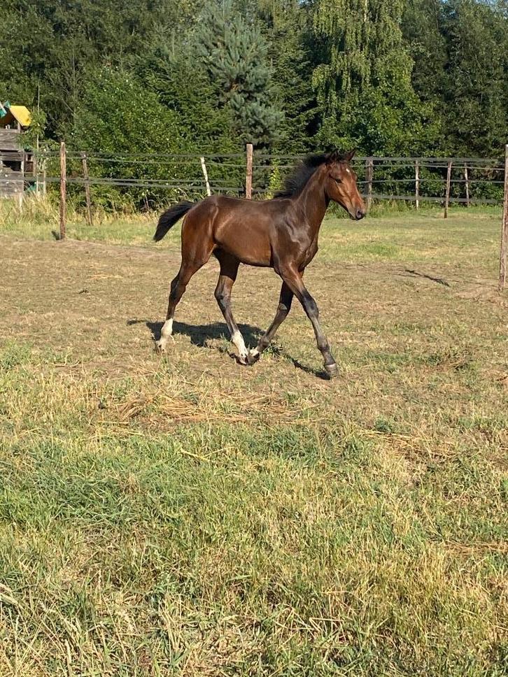 Chique hengsten veulen uit goede stam, Dieren en Toebehoren, Paarden, Hengst, Onbeleerd, 0 tot 2 jaar, Springpaard, Met stamboom