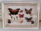 Taxidermy, Verzamelen, Verzenden, Nieuw, Insect, Opgezet dier