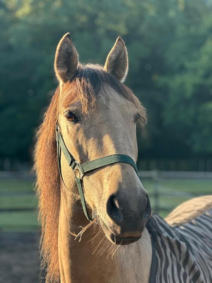 Verzorger halve stal gezocht, Dieren en Toebehoren, Paarden, L