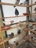Hoogvlieg duiven تور عراقية, Dieren en Toebehoren, Meerdere dieren, Overige soorten
