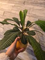 Madagascar jewel, Huis en Inrichting, Ophalen, In pot, Halfschaduw