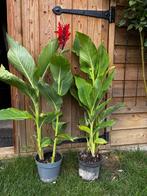 Canna / bloemriet rode bloemen vaste plant tuin terras, Overige soorten, Volle zon, Vaste plant, Ophalen of Verzenden