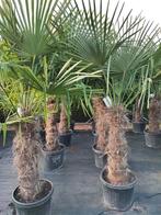 Palmbomen winterhard, Tuin en Terras, Planten | Bomen, In pot, Halfschaduw, Lente, Ophalen