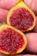 Col de Dame Blanche vijgen stekken, Ophalen of Verzenden, Vijgenboom