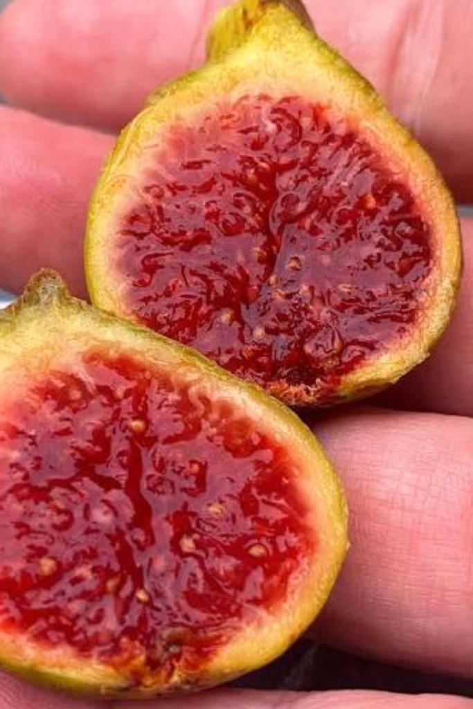 Col de Dame Blanche vijgen stekken, Tuin en Terras, Planten | Fruitbomen, Vijgenboom, Ophalen of Verzenden