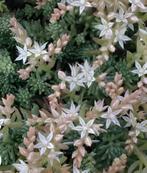 Sedum hispanicum, Spaanse muurpeper p 9, Ophalen, Bodembedekkers, Volle zon, Vaste plant