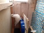 Witte reisduif duiver, Dieren en Toebehoren, Vogels | Duiven