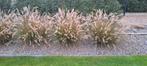 Pennisetum planten., Ophalen, Zomer