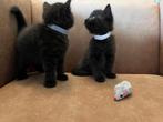 Brits korthaar kitten, Animaux & Accessoires, Chats & Chatons | Chats de race | Poil ras, Vermifugé, Plusieurs animaux, 0 à 2 ans