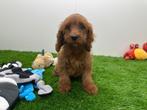 Cavapoo pups, België, 8 tot 15 weken, CDV (hondenziekte), Meerdere