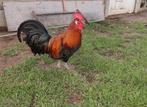 Zottegems hoen Goud - haan tentoonstellingskwaliteit, Dieren en Toebehoren, Mannelijk, Kip