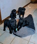 Lieve zwarte labrador pups op boerderij ouders aanwezig, Dieren en Toebehoren, België, Reu, CDV (hondenziekte), 8 tot 15 weken
