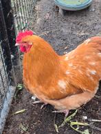 Orpington Buff groothoender haan, Dieren en Toebehoren, Pluimvee