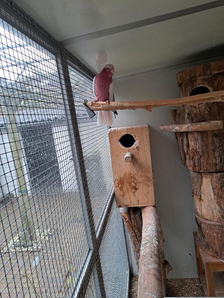 Prachtig jong koppel Lutino Kaketoes, Dieren en Toebehoren, Vogels | Parkieten en Papegaaien, Papegaai, Geringd