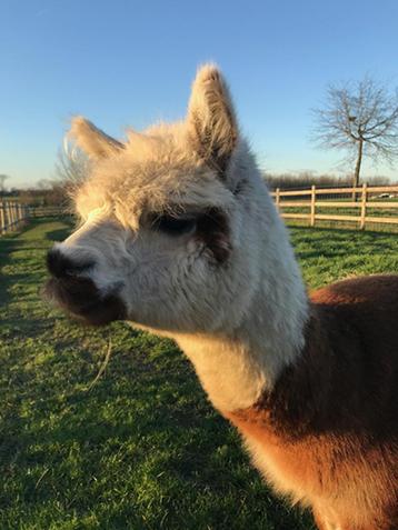 Alpaca dekservice Baloe beschikbaar voor biedingen