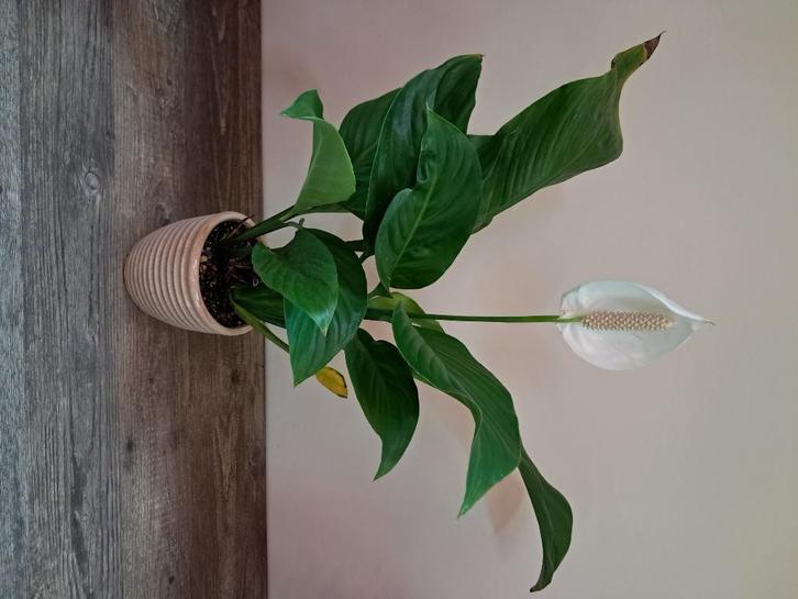 Lepelplant en andere kamerplanten, Huis en Inrichting, Kamerplanten, Cactus, Ophalen