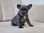 Franse bulldog, Dieren en Toebehoren, Honden | Bulldogs, Pinschers en Molossers, België, Fokker | Hobbymatig, CDV (hondenziekte)