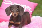 Teckel pups verschillende kleuren, Dieren en Toebehoren, België, 8 tot 15 weken, Korthaar, Dwerg