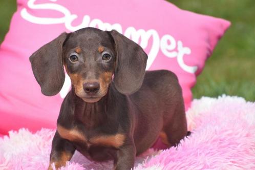 Teckel pups verschillende kleuren, Dieren en Toebehoren, Honden | Teckels en Dashonden, Meerdere dieren, Korthaar, Dwerg, Fokker | Professioneel