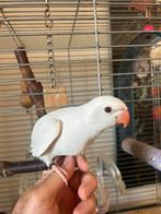 Super tamme Halsbandparkieten 8 weken oud, Dieren en Toebehoren, Vogels | Parkieten en Papegaaien, Geslacht onbekend, Papegaai